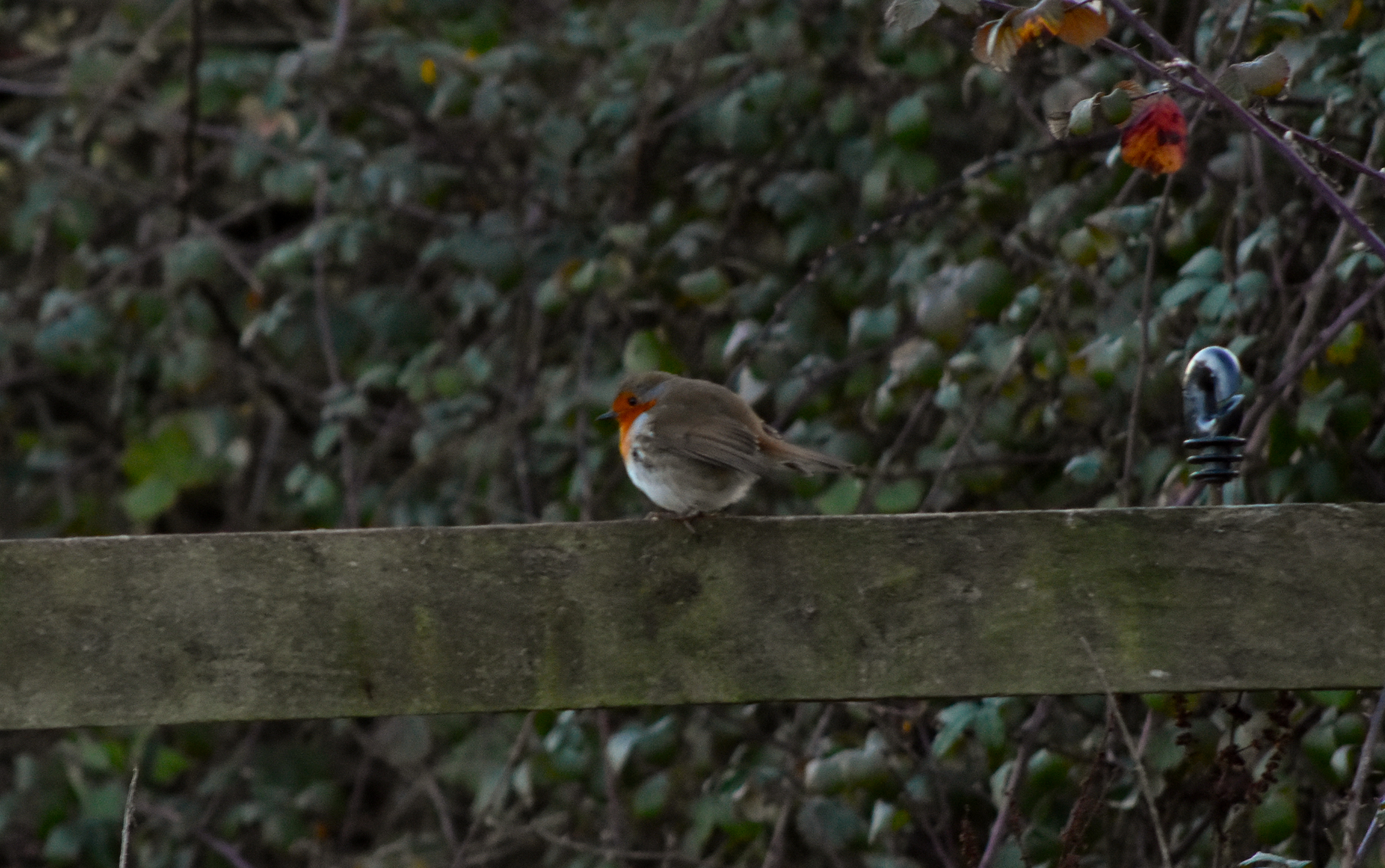 Photo of a robin perched on a fence