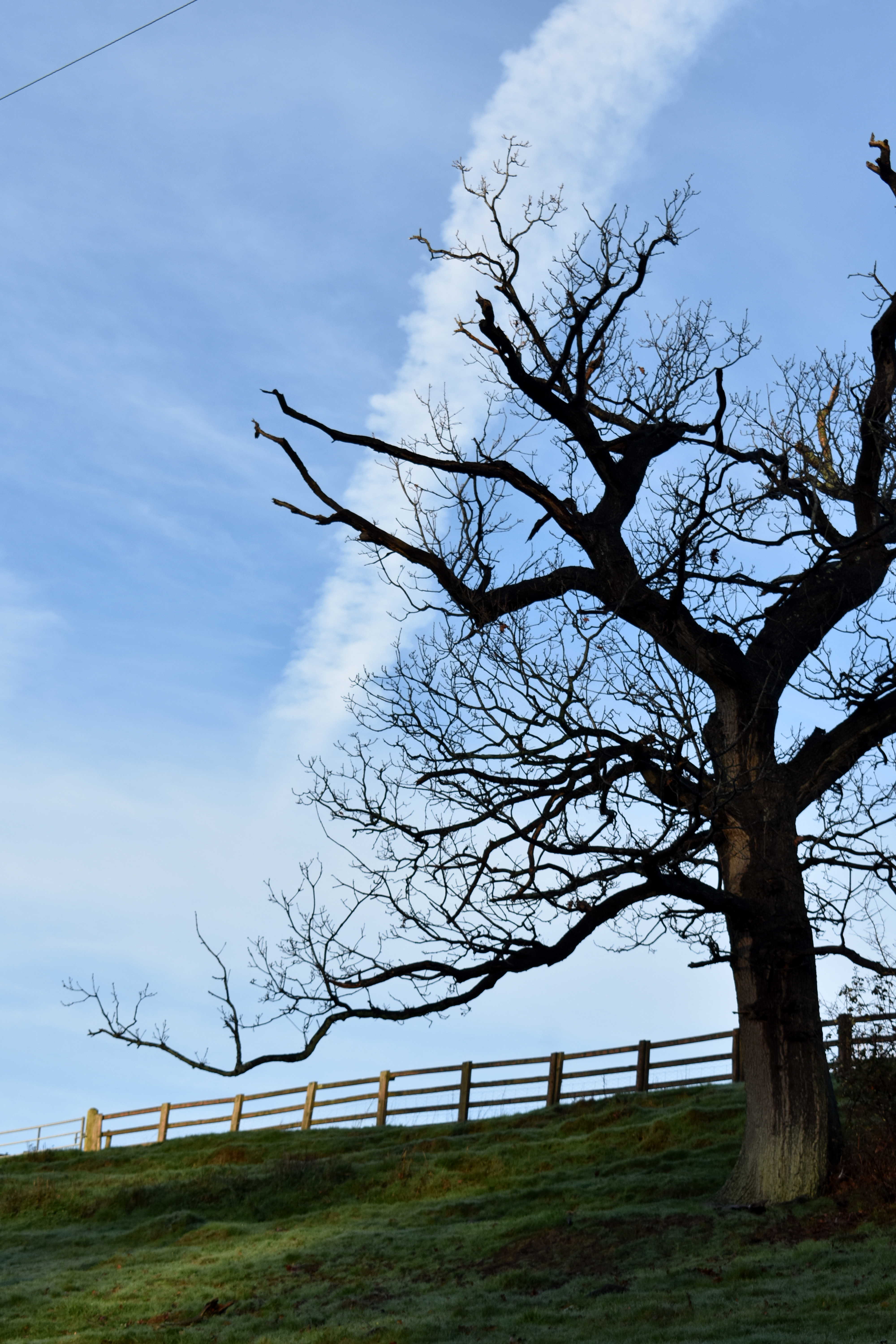 Photo looking up at a large tree with the sky above