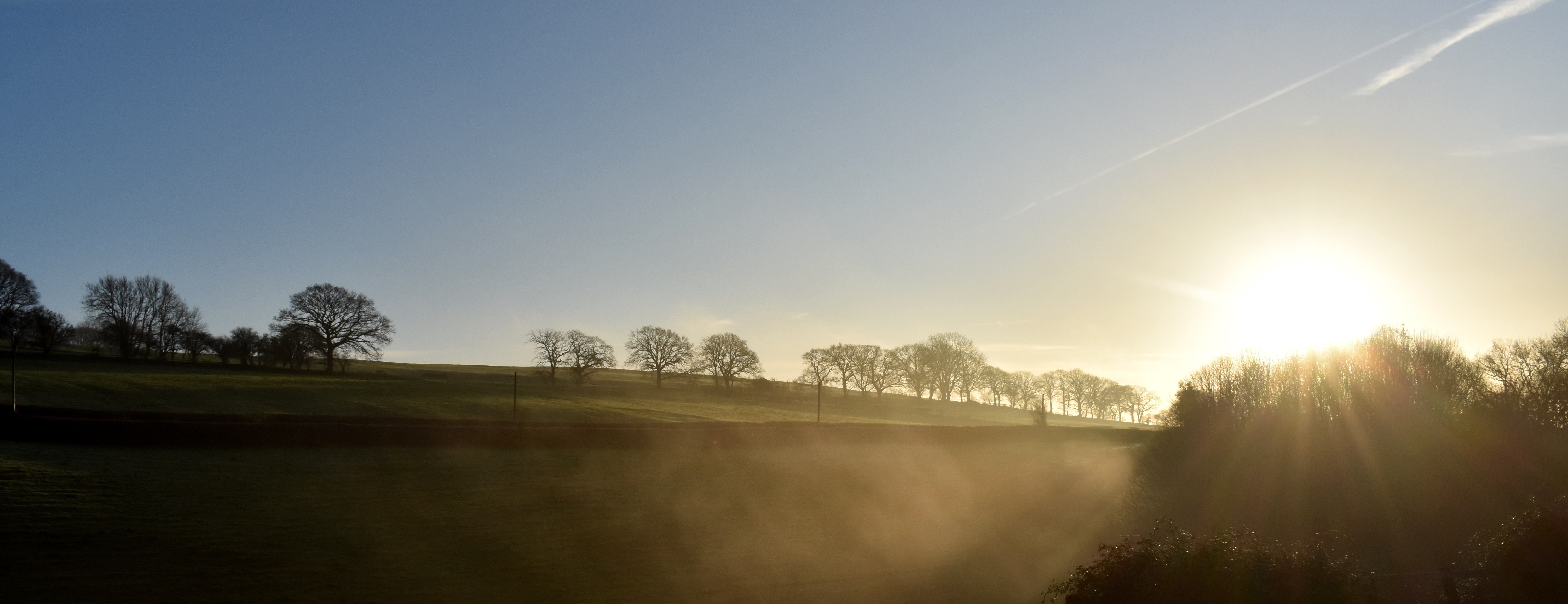 Photo of a line of trees dotted along a hillside